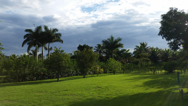 tree-no-person-palm-tropical-golf 图片素材