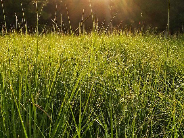 grass-hayfield-field-no-person-outdoors picture material