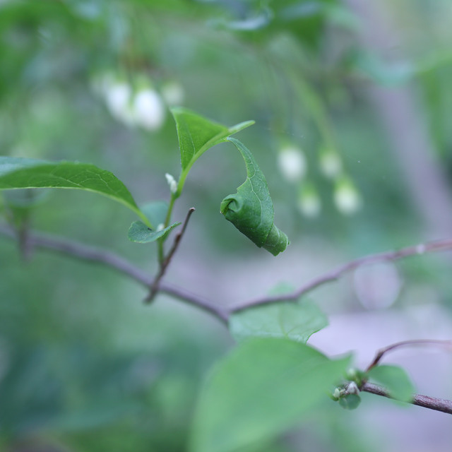 leaf-flora-nature-environment-garden 图片素材