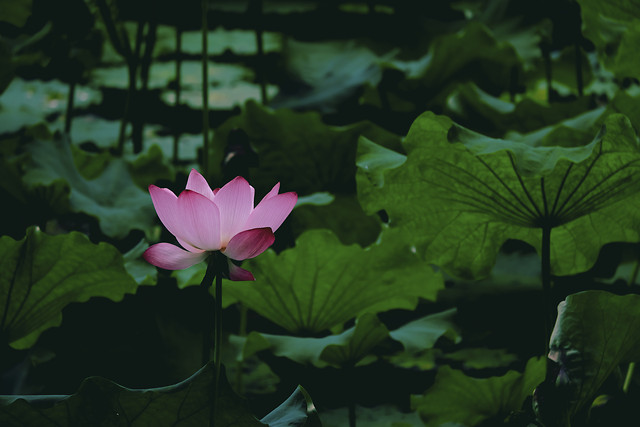 lotus-pool-flower-lily-aquatic 图片素材