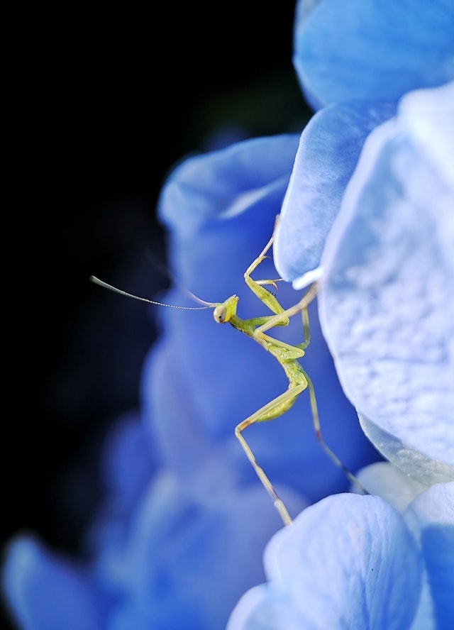 mobile-photography-macro-insect-螳螂-blue 图片素材