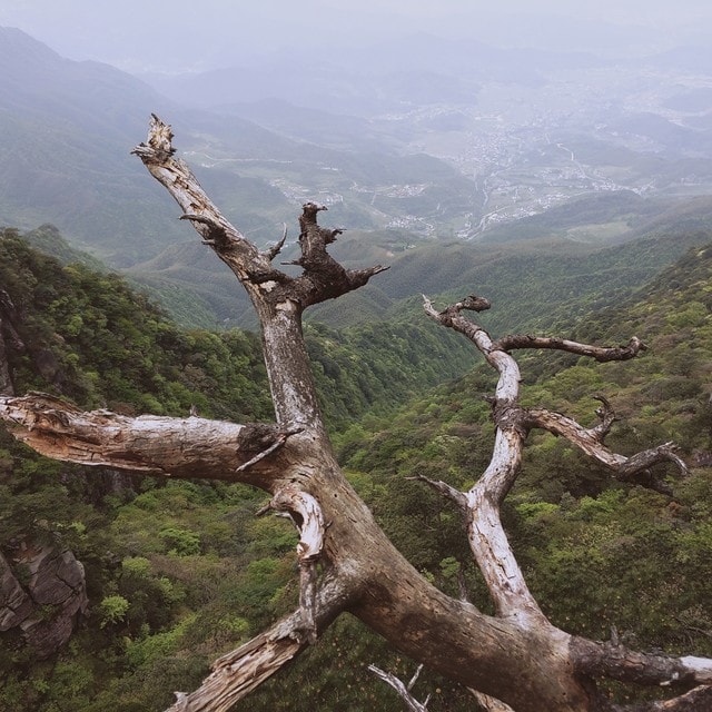 wood-tree-mountainous-landforms-mountain-atmospheric-phenomenon 图片素材