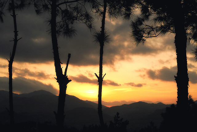 sky-sunset-tree-dawn-evening 图片素材