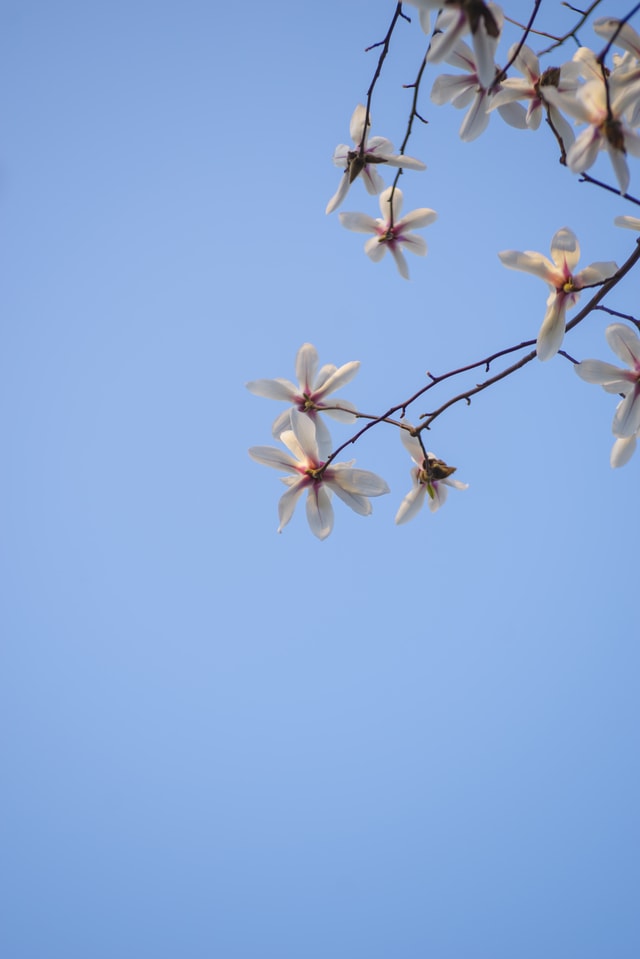 fresh-spring-flower-magnolia-white 图片素材