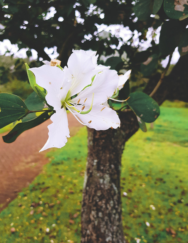flower-leaf-nature-tree-flora picture material