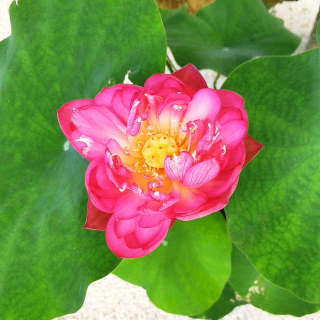 lotus-leaf-flora-nature-flower 图片素材