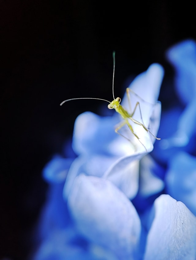 mobile-photography-macro-insect-螳螂-blue 图片素材