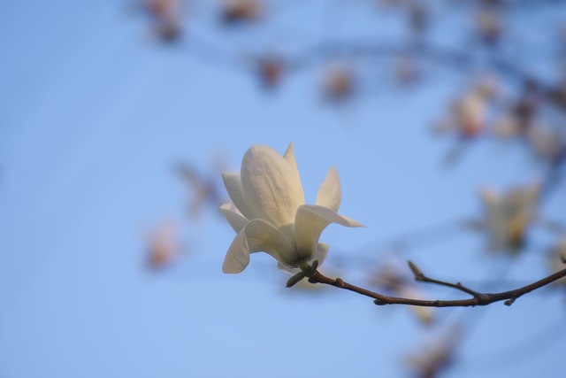 fresh-spring-flower-magnolia-blue-sky 图片素材
