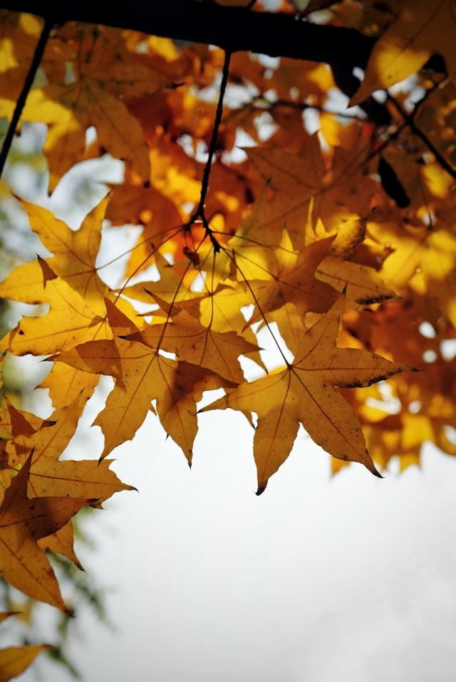 leaf-branch-tree-fall-maple picture material