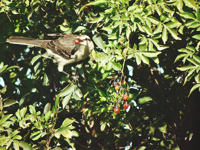 no-person-tree-outdoors-nature-bird picture material