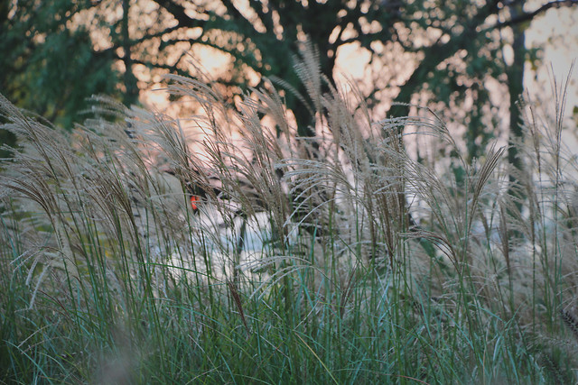 nature-landscape-grass-no-person-bird 图片素材