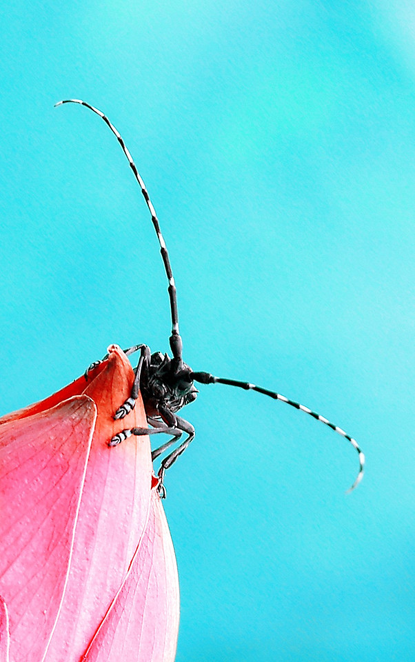 nature-insect-no-person-fly-color picture material