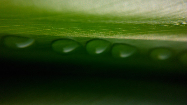 rain-dew-drop-leaf-green picture material