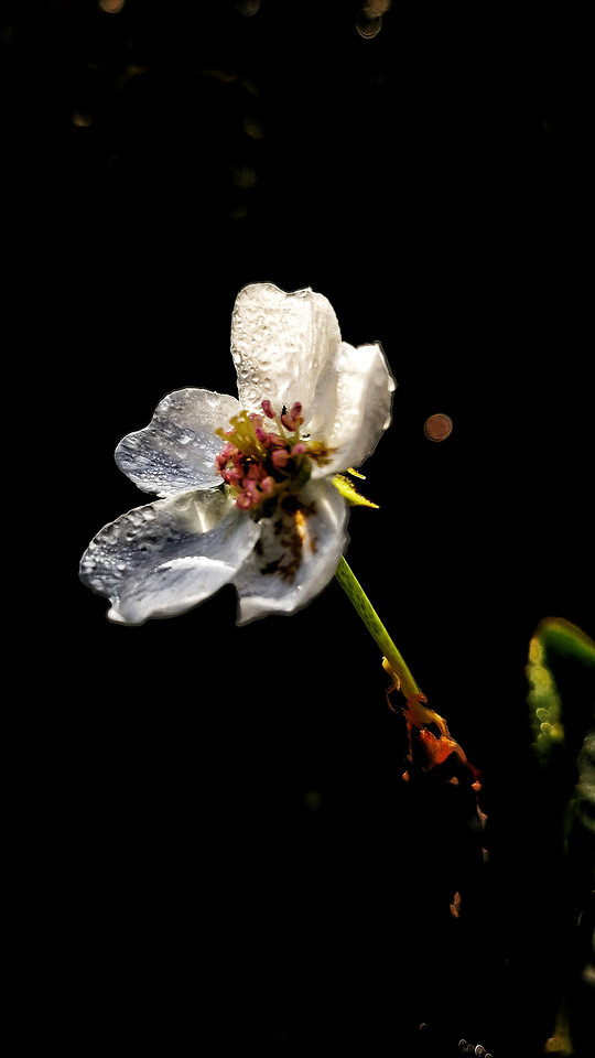 flower-no-person-nature-flora-bud picture material