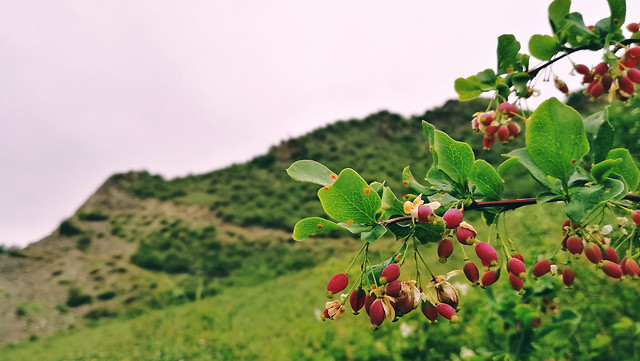 nature-no-person-summer-leaf-outdoors 图片素材