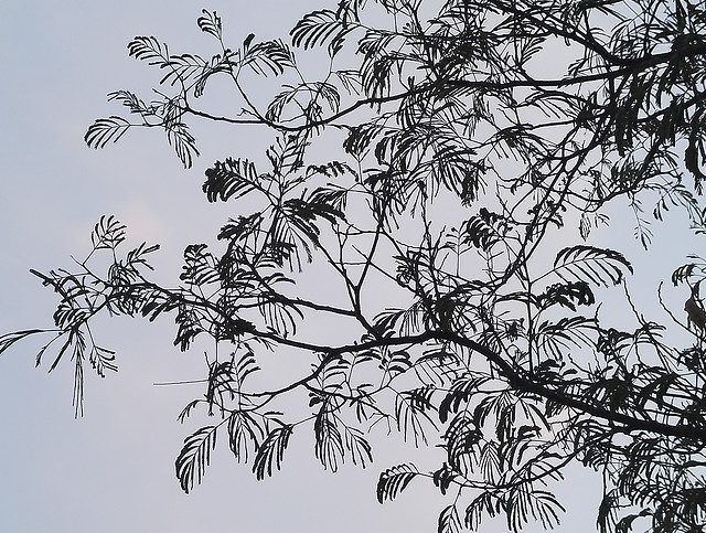 tree-branch-leaf-nature-silhouette 图片素材