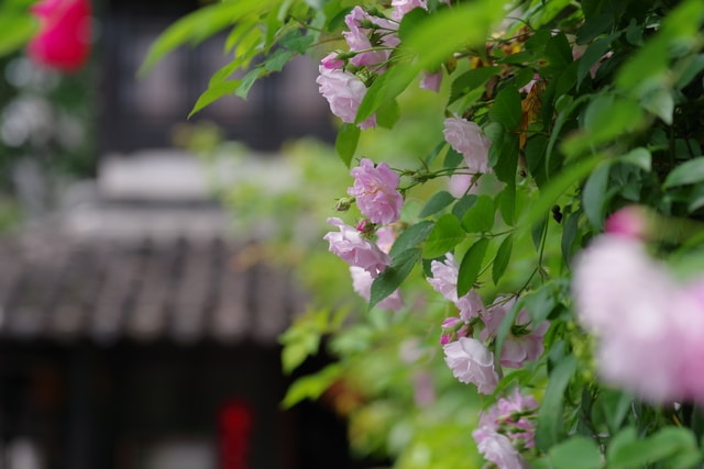 rose-pink-spring-flower-green 图片素材