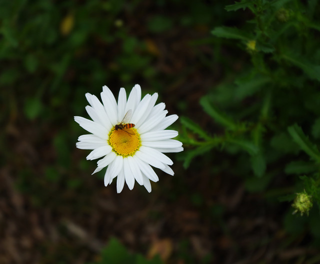 flower-nature-no-person-flora-summer 图片素材