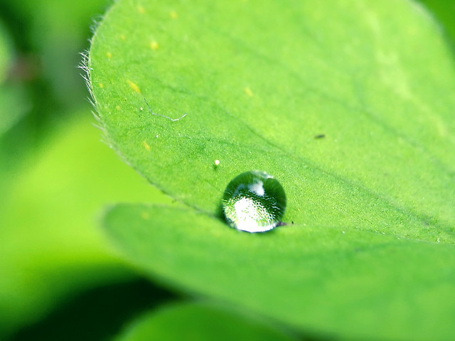 dew-rain-leaf-droplet 图片素材