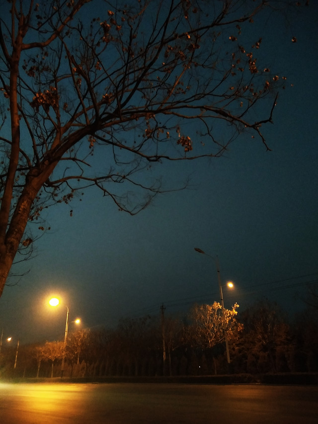 dawn-tree-landscape-sunset-light picture material