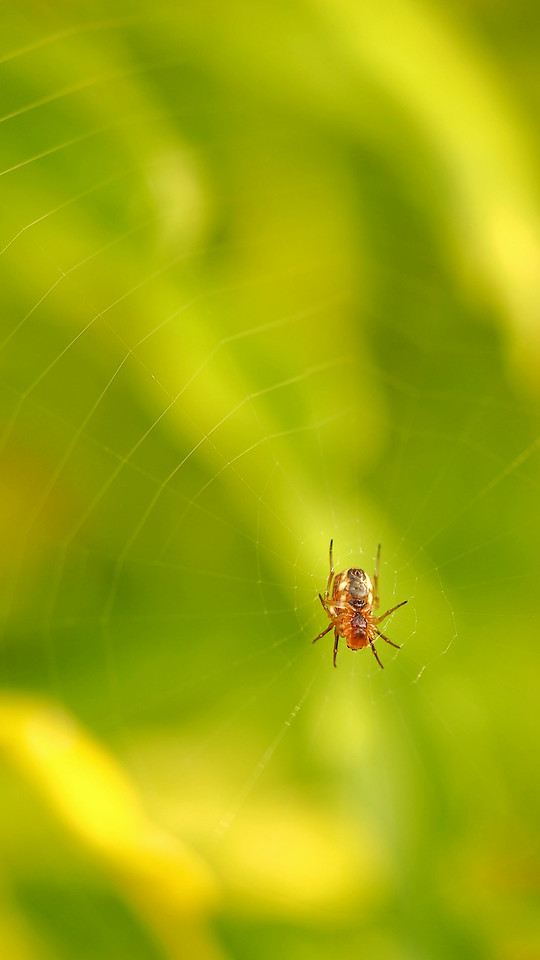 spider-insect-nature-color-leaf picture material