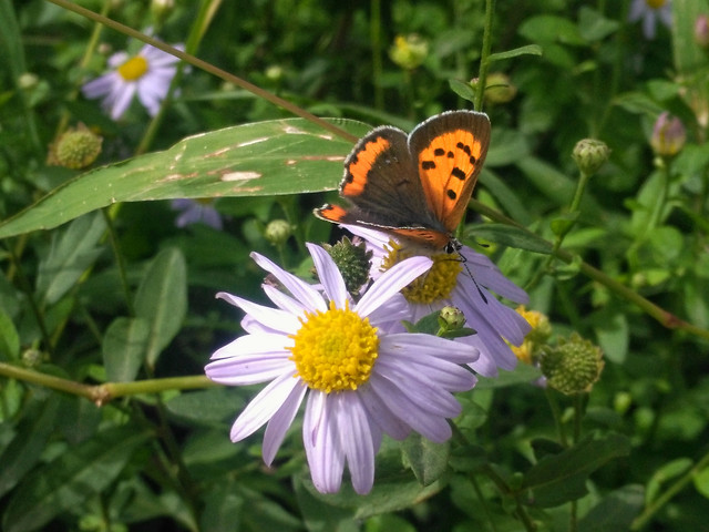 insect-butterfly-nature-flower-summer 图片素材