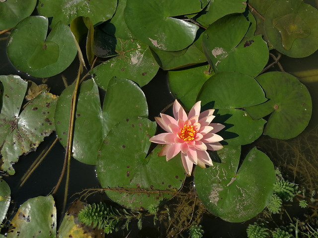 leaf-flower-flora-nature-lotus picture material