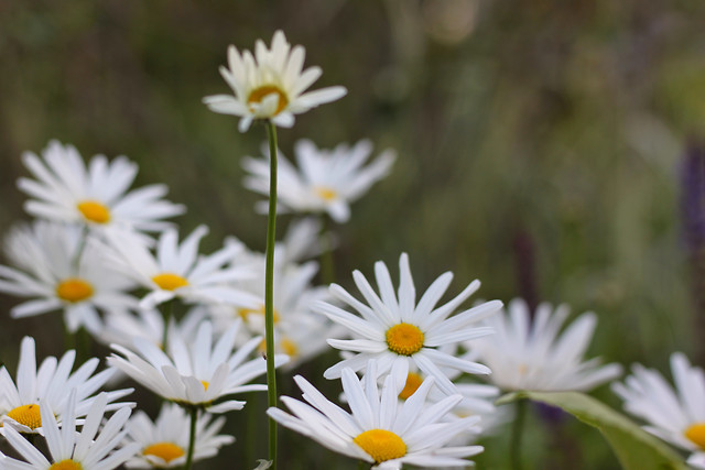 nature-flower-summer-flora-no-person 图片素材