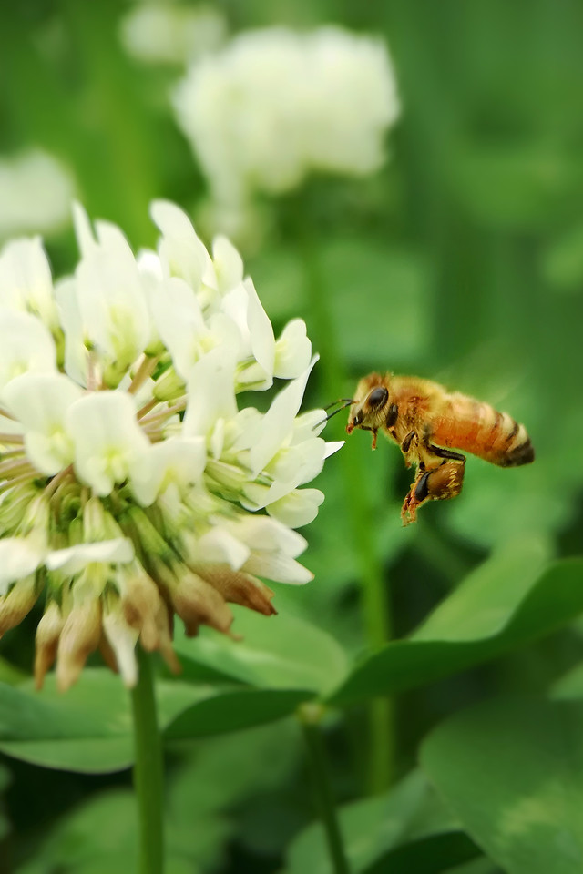 nature-bee-flower-insect-honey picture material