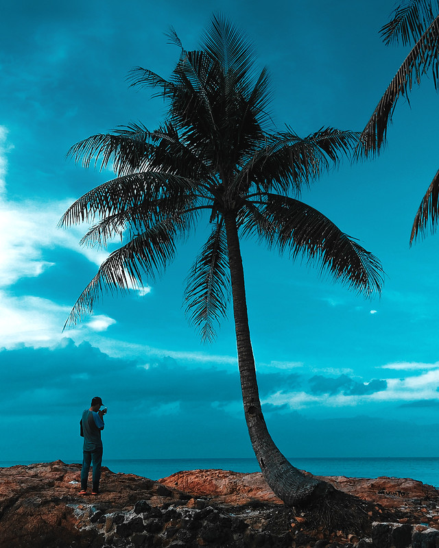 beach-tropical-palm-sand-seashore picture material