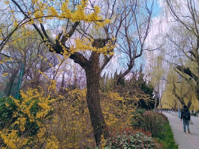 forsythia 图片素材