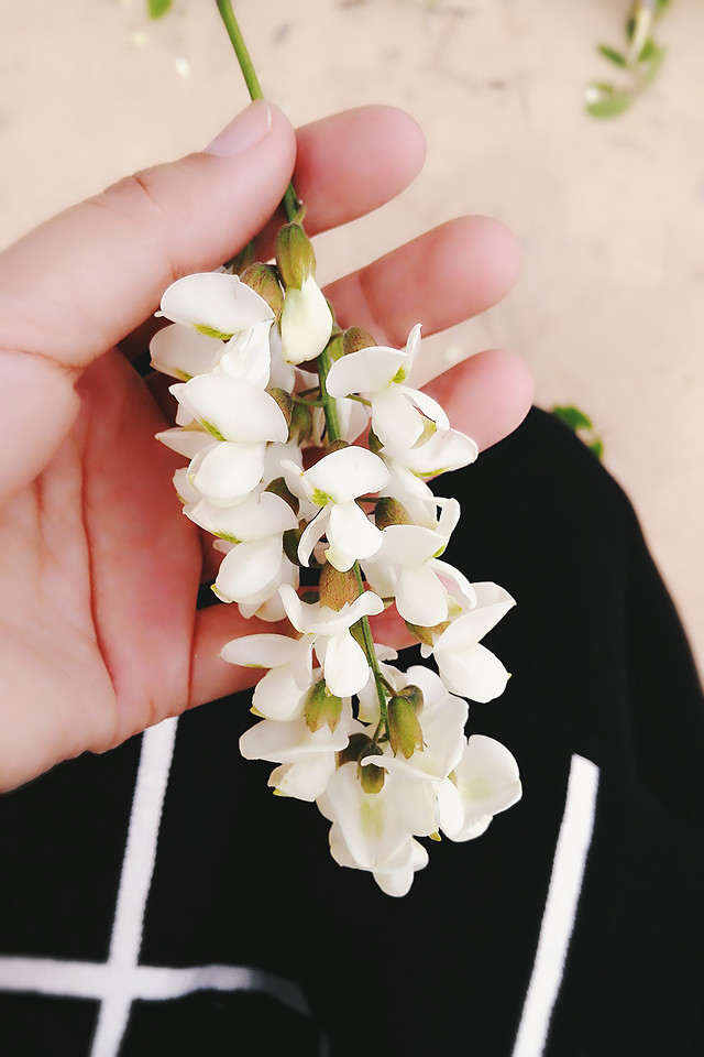 flower-nature-no-person-leaf-wedding picture material