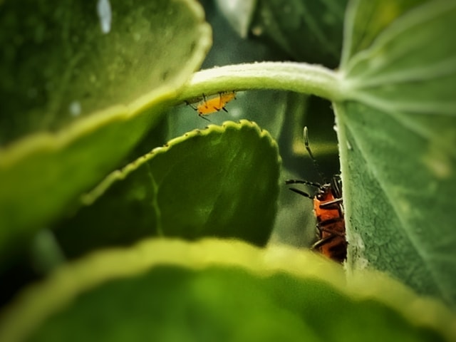 leaf-insect-green-macro-photography-plant 图片素材