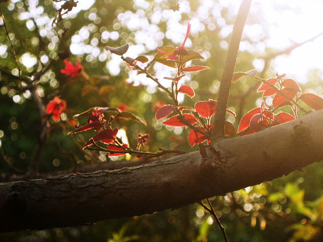 garden-tree-leaf-nature-flower picture material