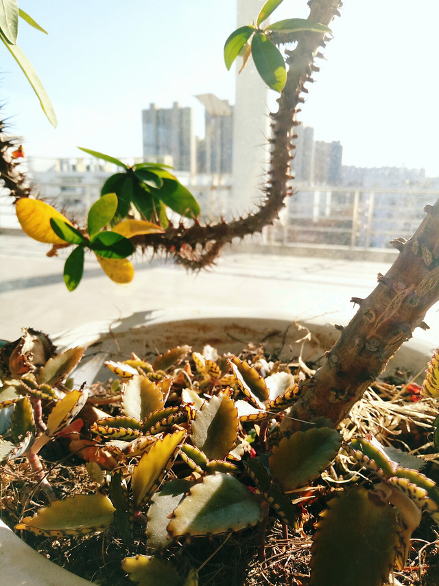 no-person-tree-leaf-outdoors-cactus 图片素材