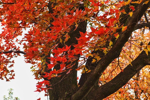 fall-leaf-maple-tree-season 图片素材