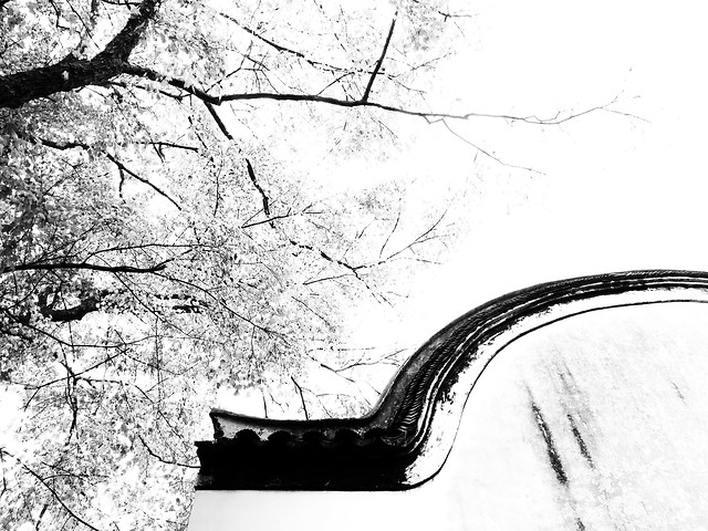 winter-snow-monochrome-wood-tree 图片素材