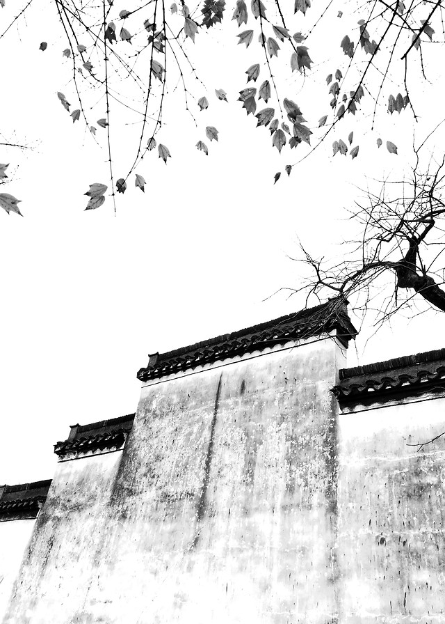winter-no-person-tree-black-white-old 图片素材