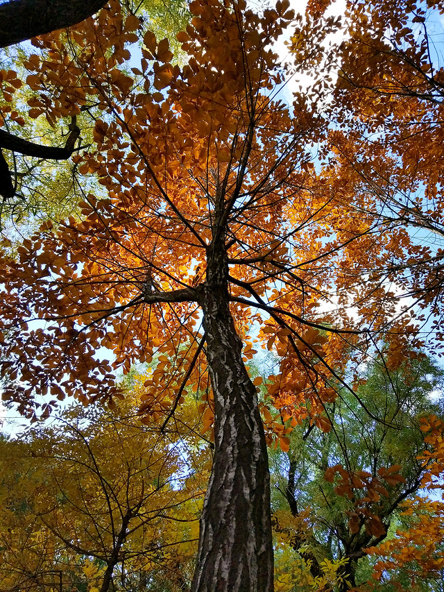 fall-leaf-tree-wood-no-person picture material