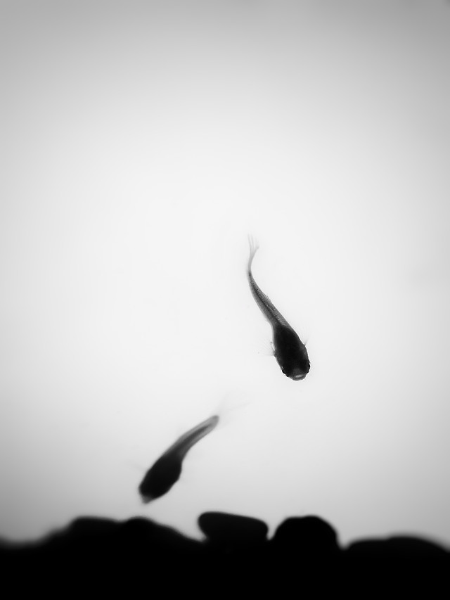 bird-monochrome-water-sky-no-person picture material