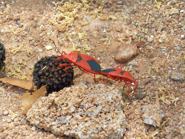 no-person-invertebrate-nature-outdoors-one picture material