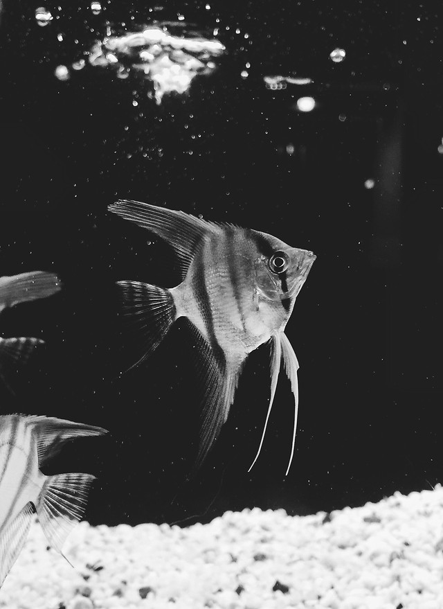 underwater-fish-aquarium-water-ocean picture material