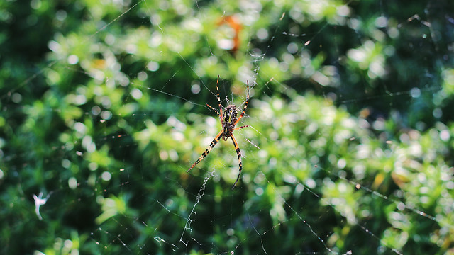 spider-garden-nature-leaf-flora 图片素材