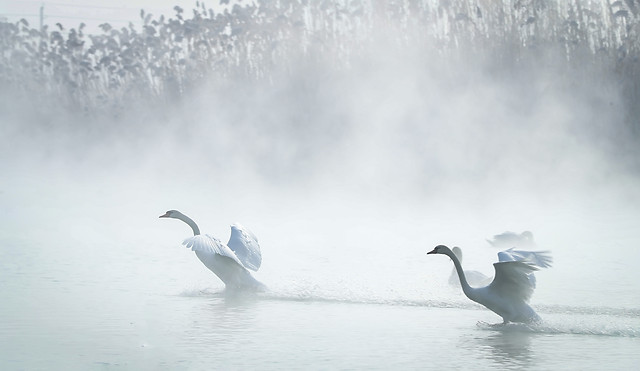 bird-water-nature-no-person-winter picture material