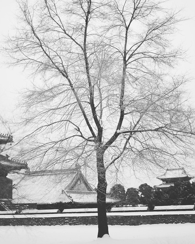 tree-winter-snow-wood-branch 图片素材