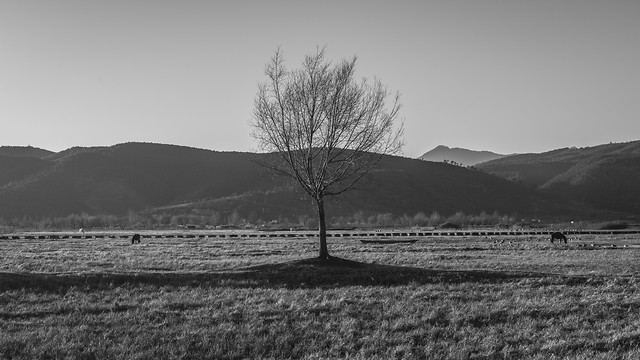 landscape-fog-tree-no-person-field picture material