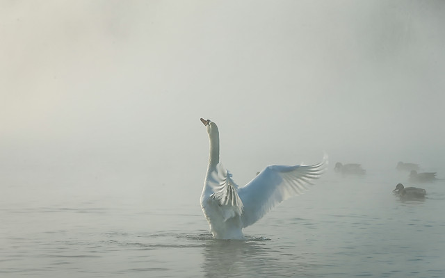 bird-water-no-person-lake-fog picture material