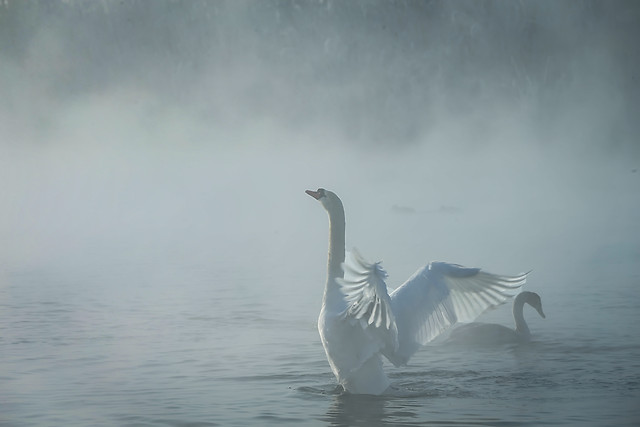 water-no-person-bird-swan-seagulls picture material