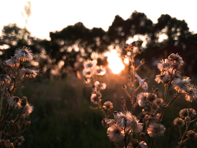 flower-no-person-nature-dawn-light 图片素材