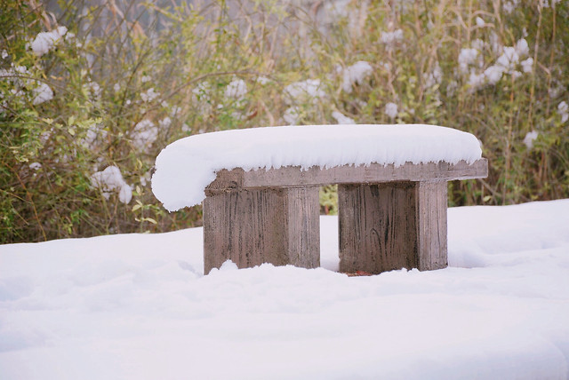 snow-winter-landscape-tree-wood 图片素材